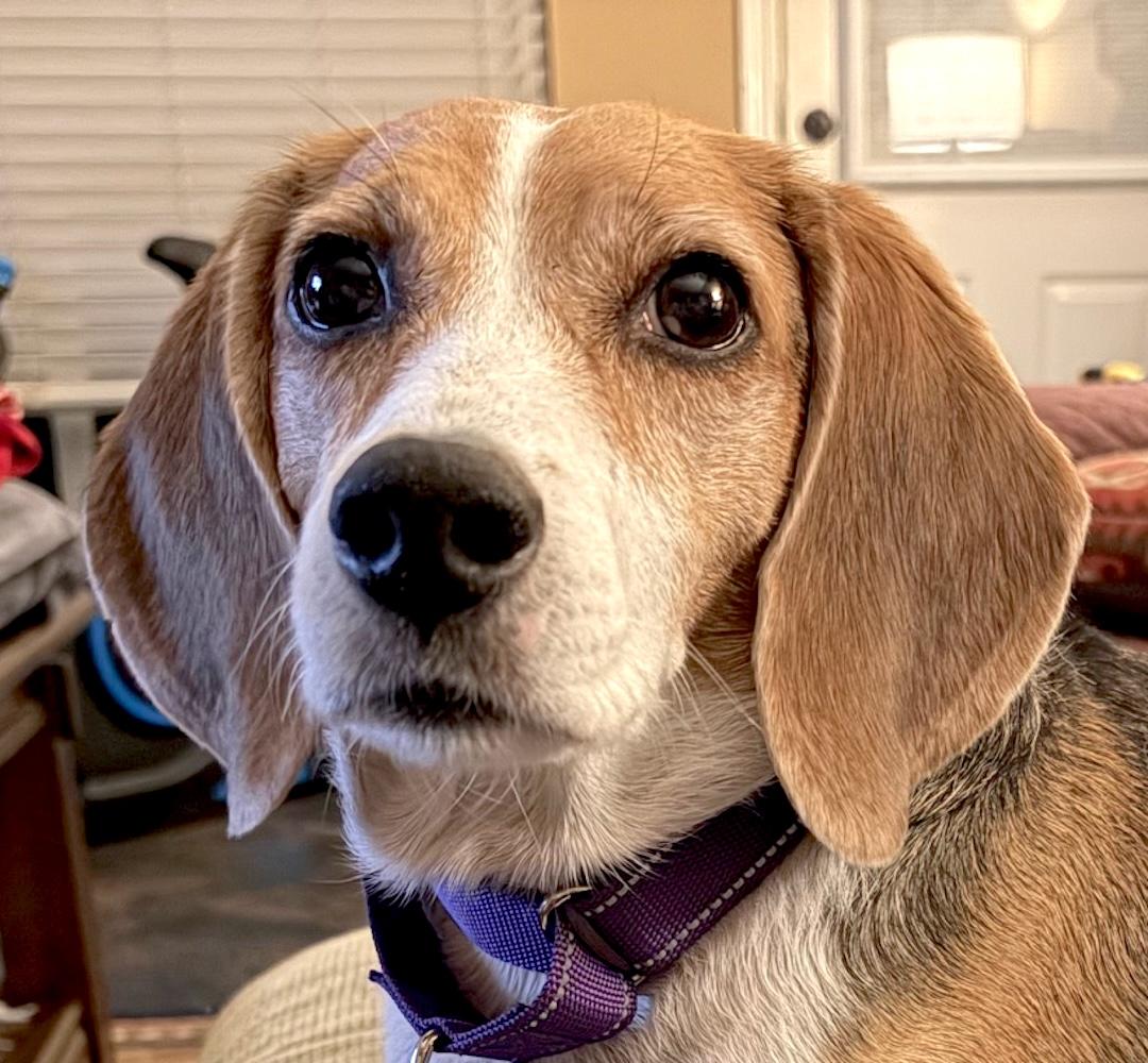 Enlarge Lily2, a ADOPTABLE Beagle in Tomball, TX image 1/6