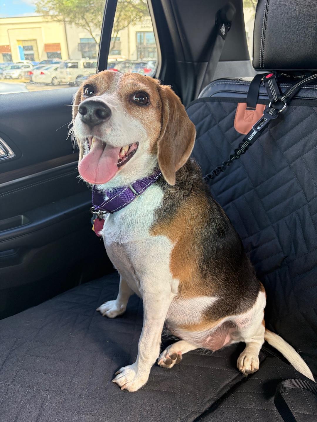 Enlarge Lily2, a ADOPTABLE Beagle in Tomball, TX image 5/6