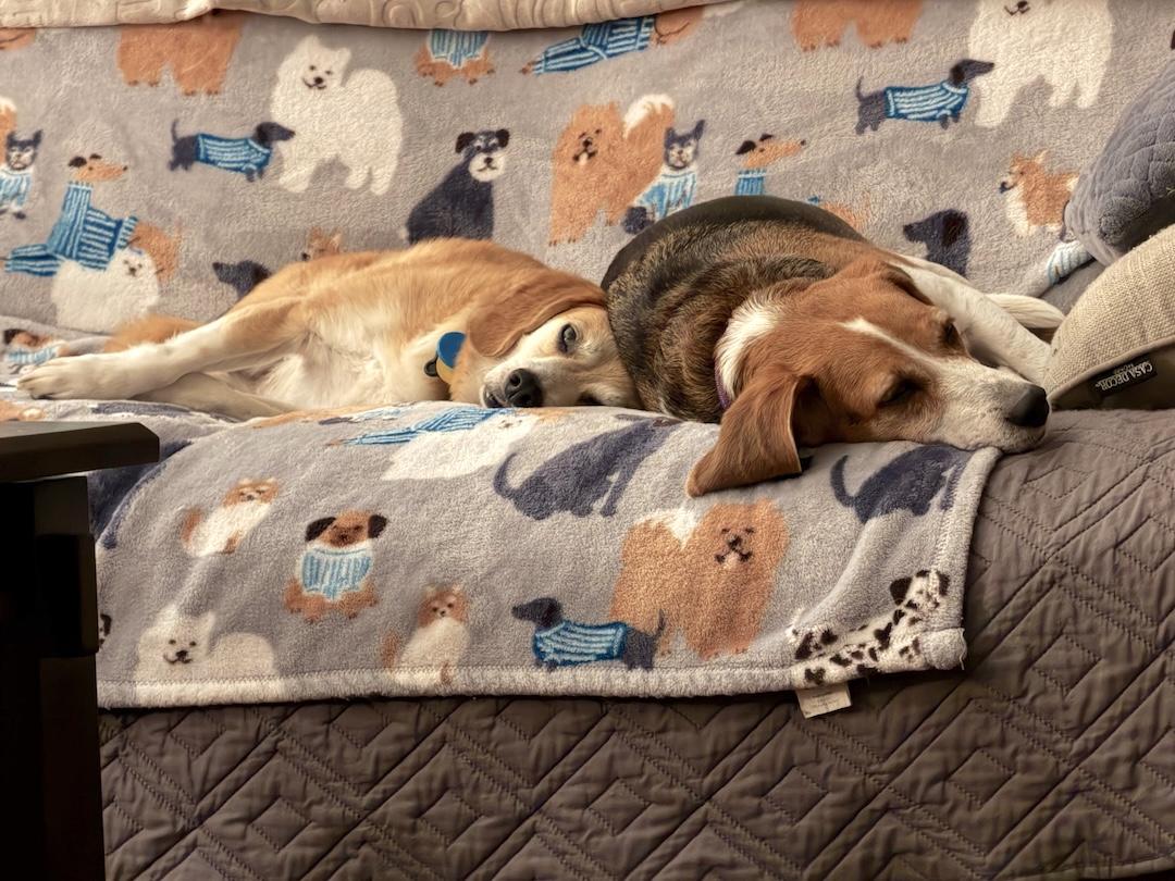 Enlarge Lily2, a ADOPTABLE Beagle in Tomball, TX image 3/6