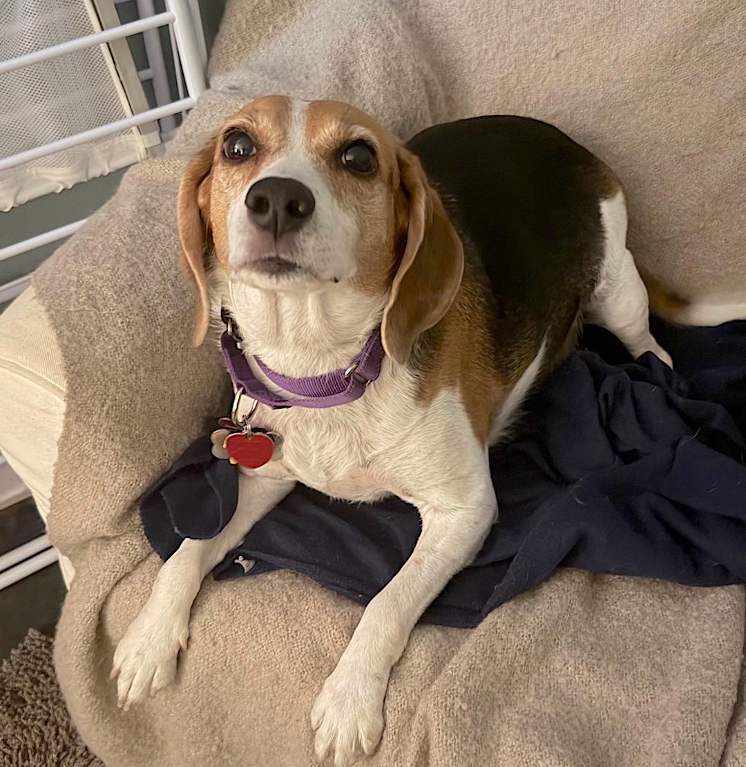 Enlarge Lily2, a ADOPTABLE Beagle in Tomball, TX image 4/6