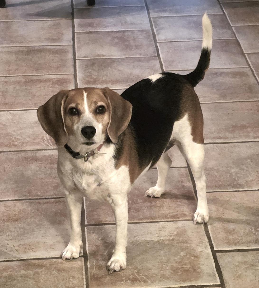 Enlarge Lily2, a ADOPTABLE Beagle in Tomball, TX image 6/6