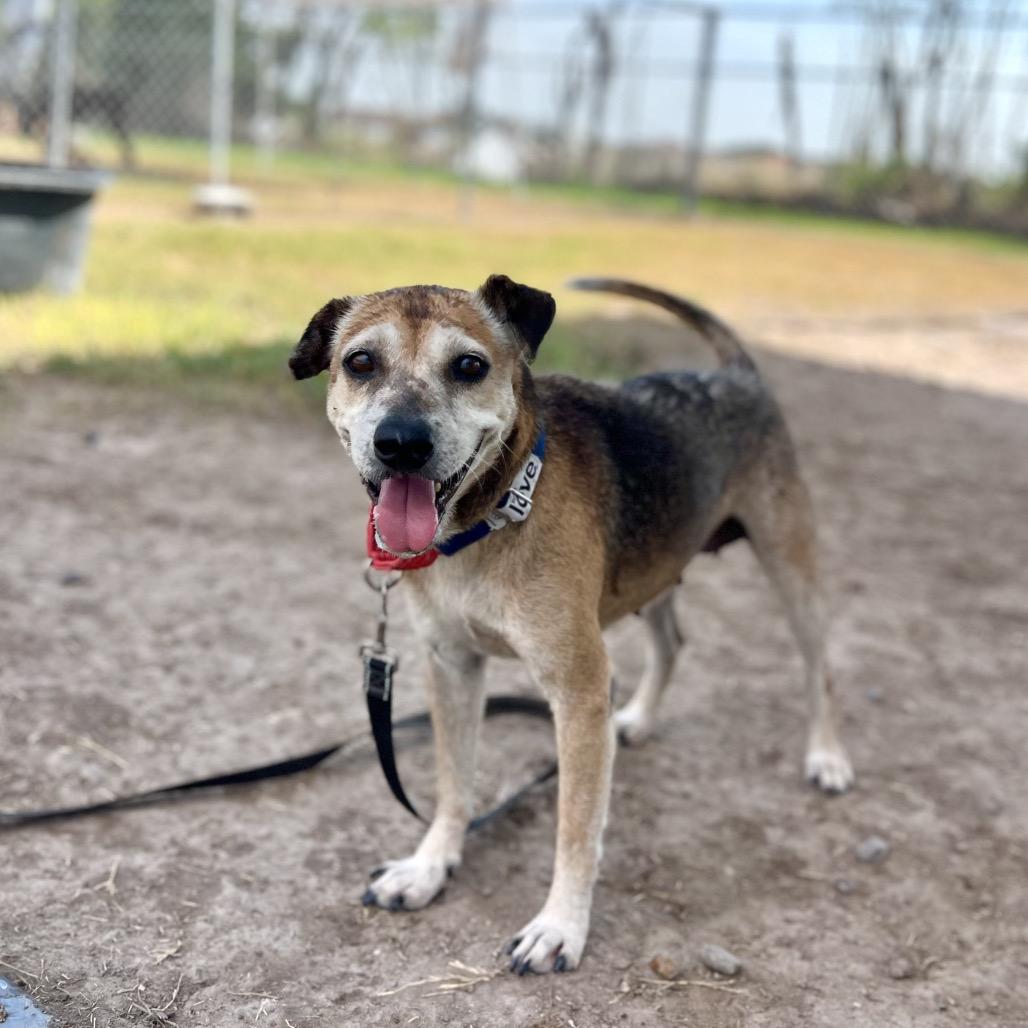 Enlarge Sopita, a Adoptable mixed breed in Edinburg, TX image 1/6