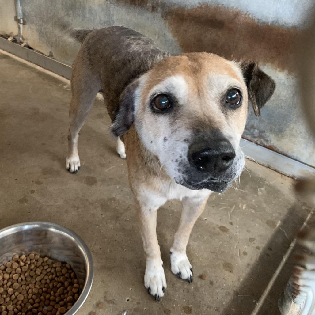 Enlarge Sopita, a Adoptable mixed breed in Edinburg, TX image 2/6