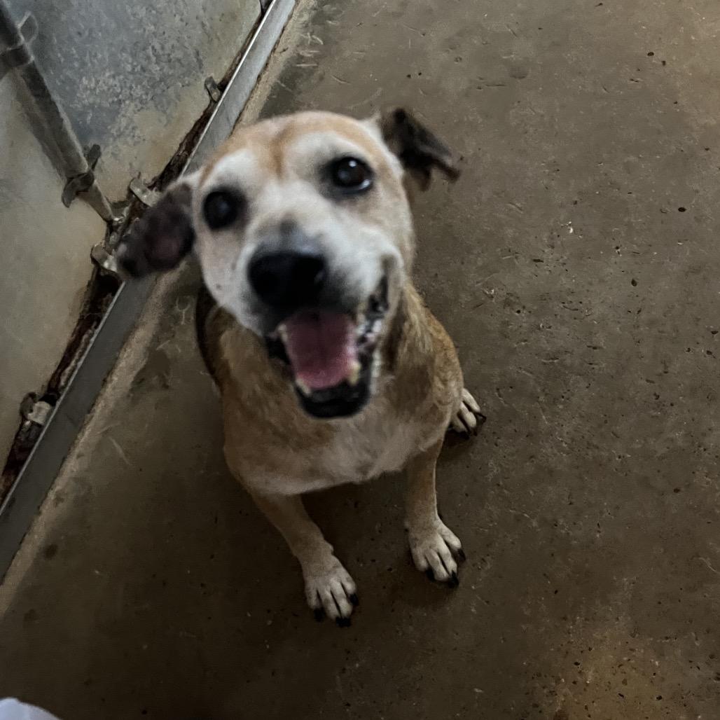 Enlarge Sopita, a Adoptable mixed breed in Edinburg, TX image 3/6