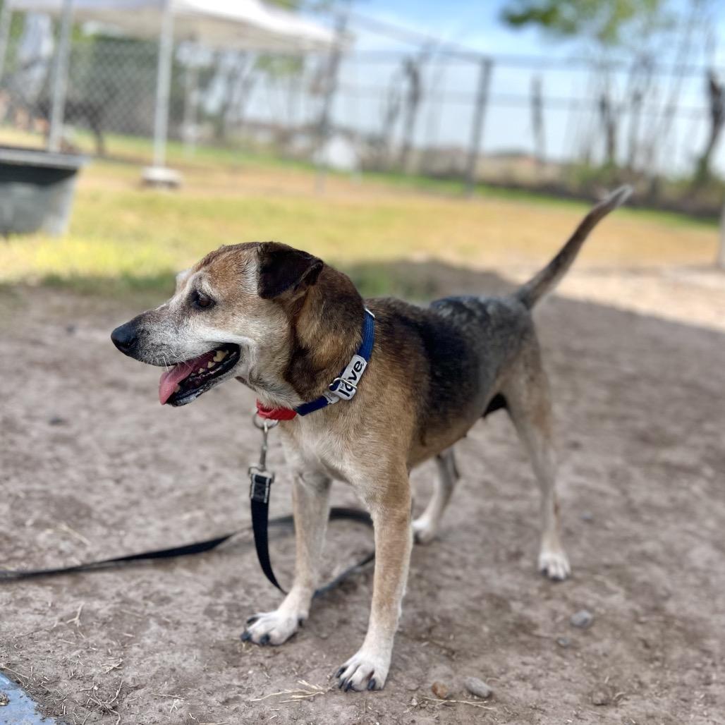 Enlarge Sopita, a Adoptable mixed breed in Edinburg, TX image 4/6