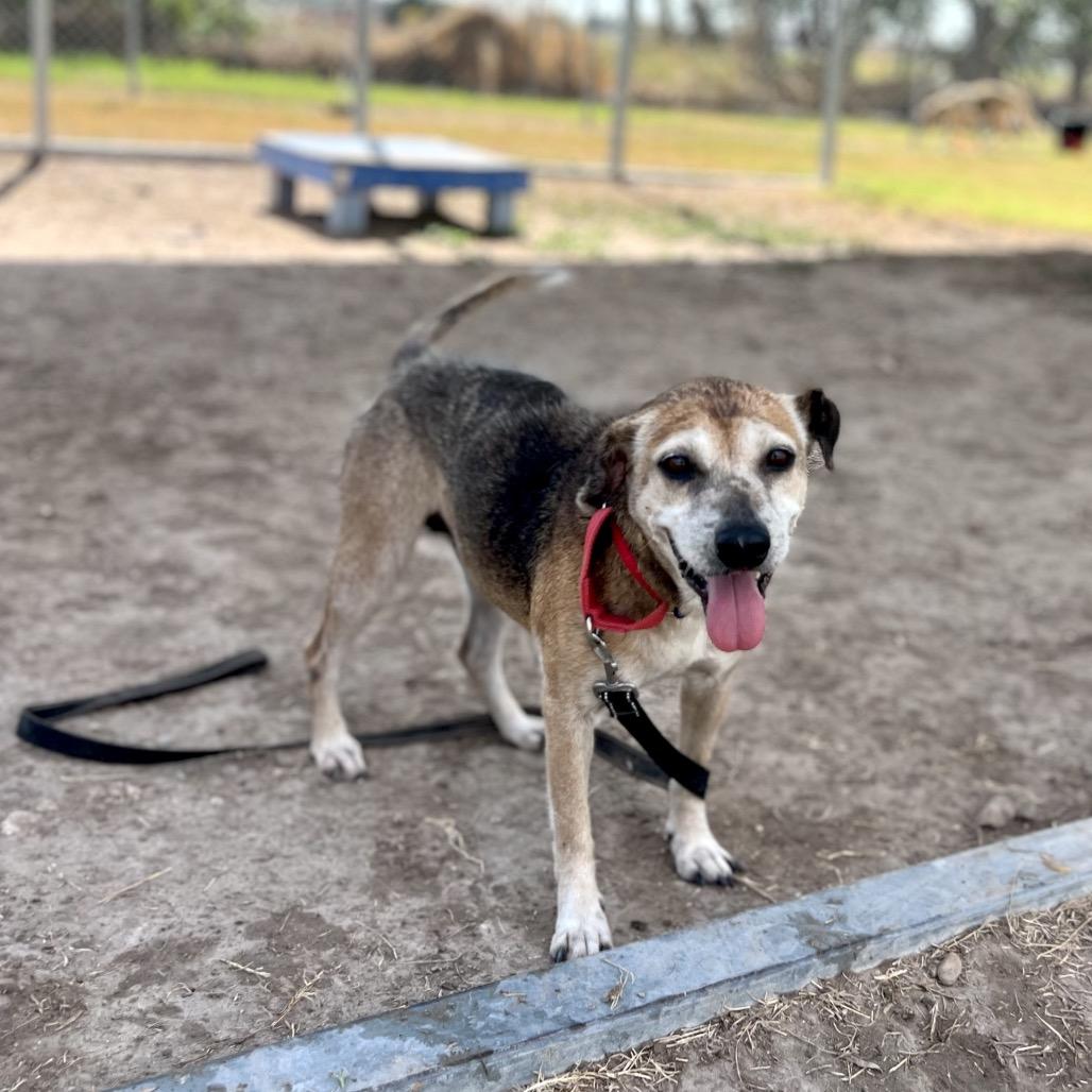 Enlarge Sopita, a Adoptable mixed breed in Edinburg, TX image 5/6
