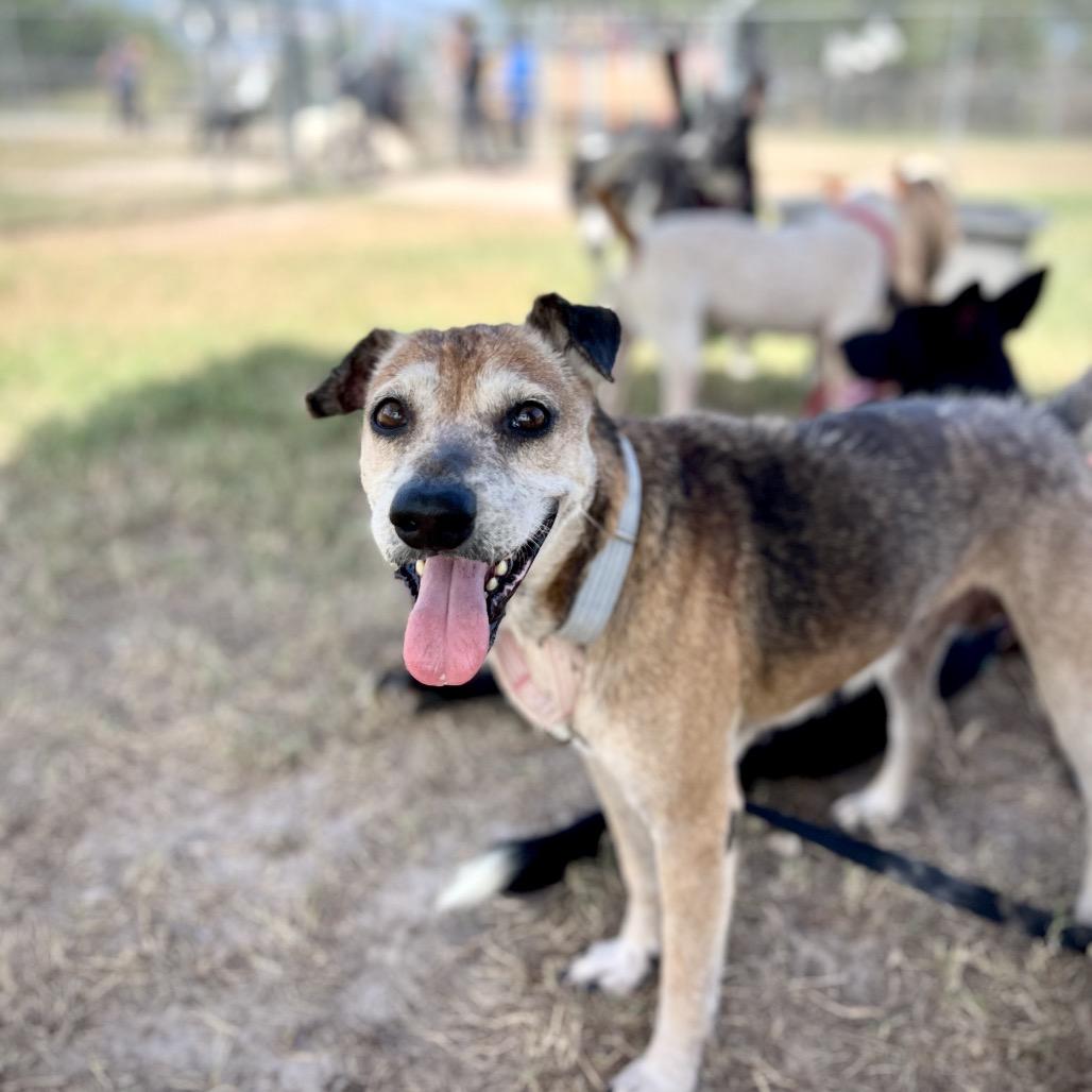Enlarge Sopita, a Adoptable mixed breed in Edinburg, TX image 6/6