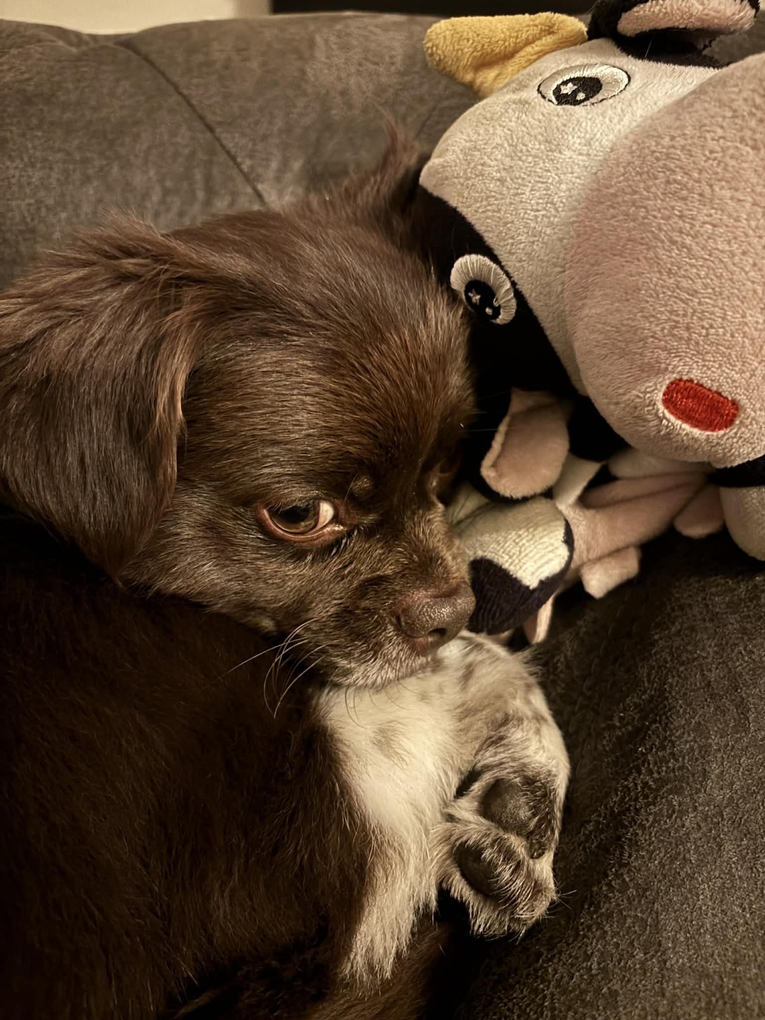 Enlarge ChaChi, an adopted mixed breed in Marion, TX image 5/6