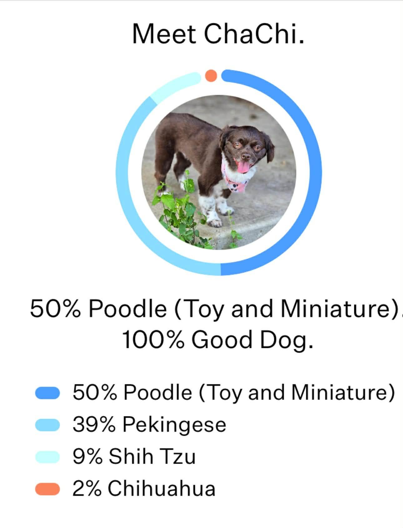 Enlarge ChaChi, an adopted mixed breed in Marion, TX image 3/6