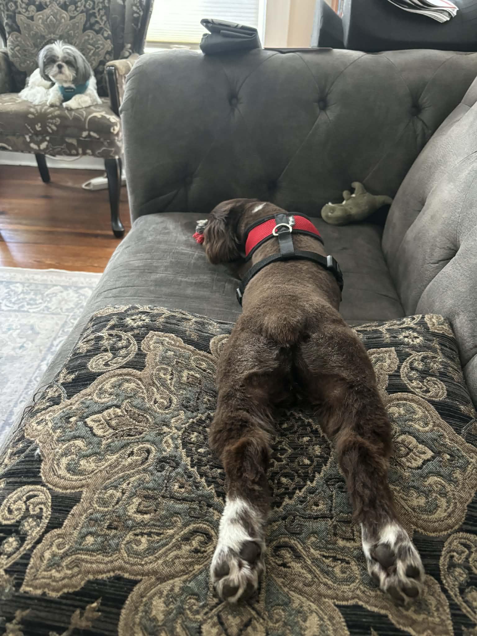 Enlarge ChaChi, an adopted mixed breed in Marion, TX image 4/6