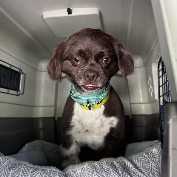 Enlarge ChaChi, an adopted mixed breed in Marion, TX image 2/6