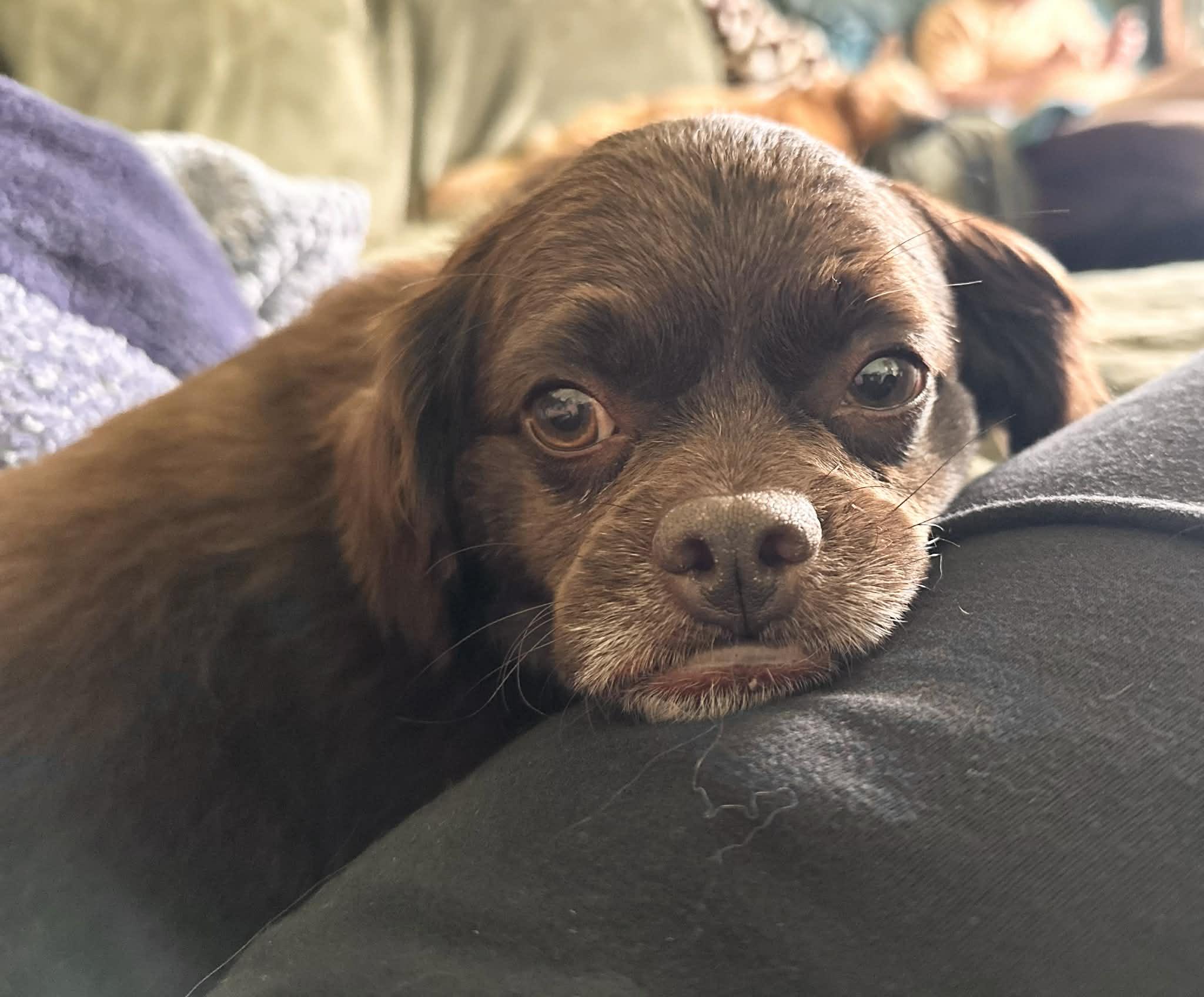 Enlarge ChaChi, an adopted mixed breed in Marion, TX image 1/6