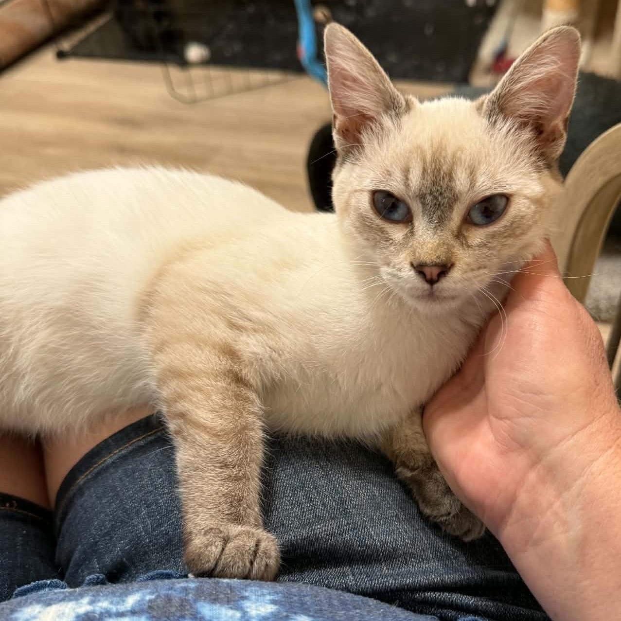 Phoenix, adopted, Kitten Male Siamese & Domestic Short Hair.