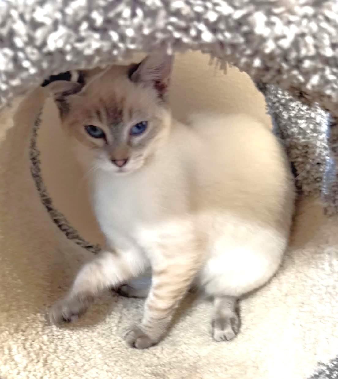 Enlarge Phoenix, an adopted mixed breed in Tehachapi, CA image 4/4