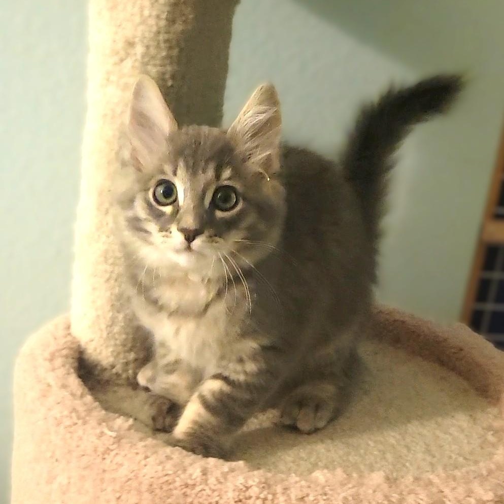 Claude, adopted, Kitten Male Domestic Medium Hair.