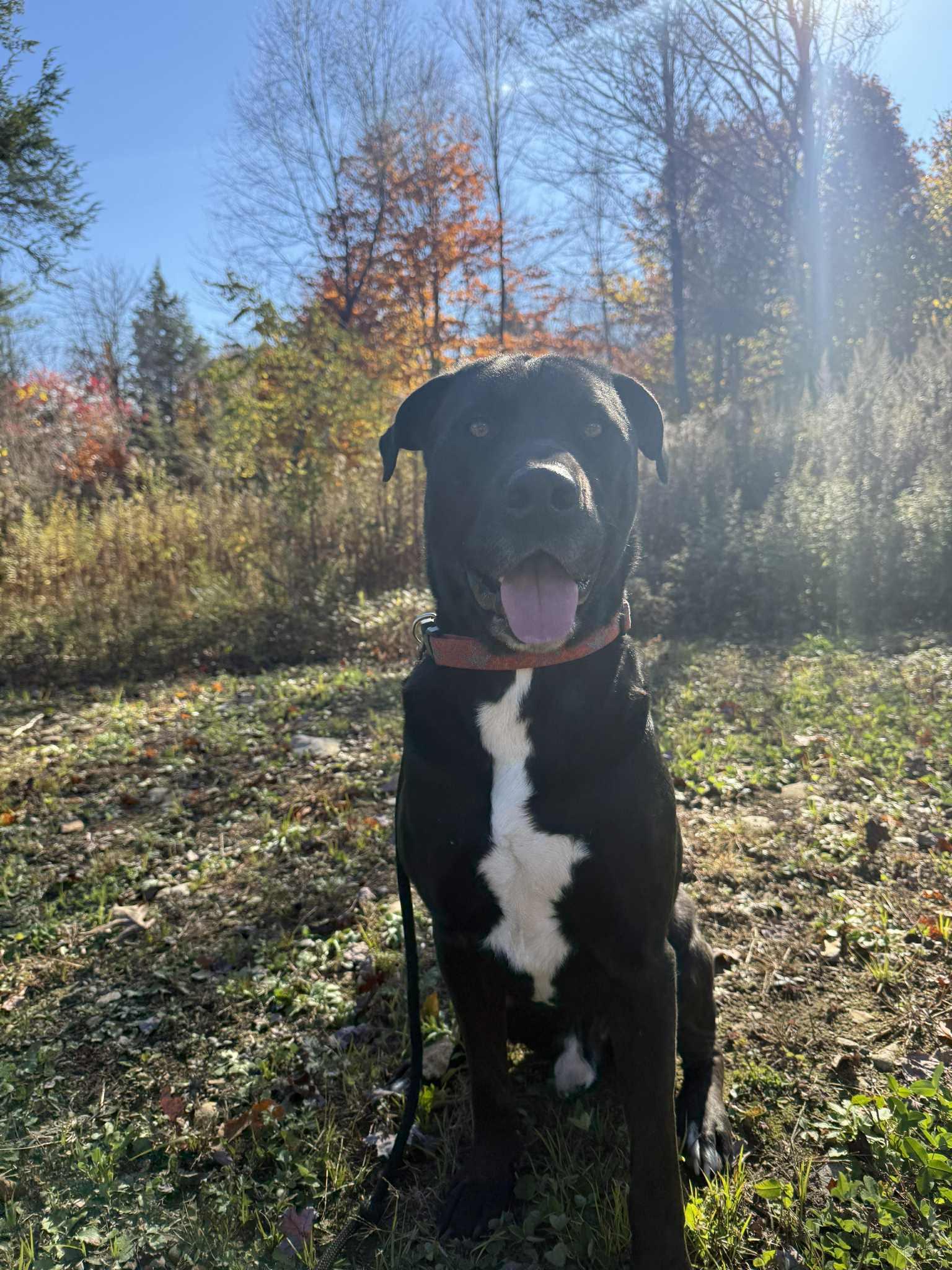 COLE, Adoptable, Adult Male Labrador Retriever.
