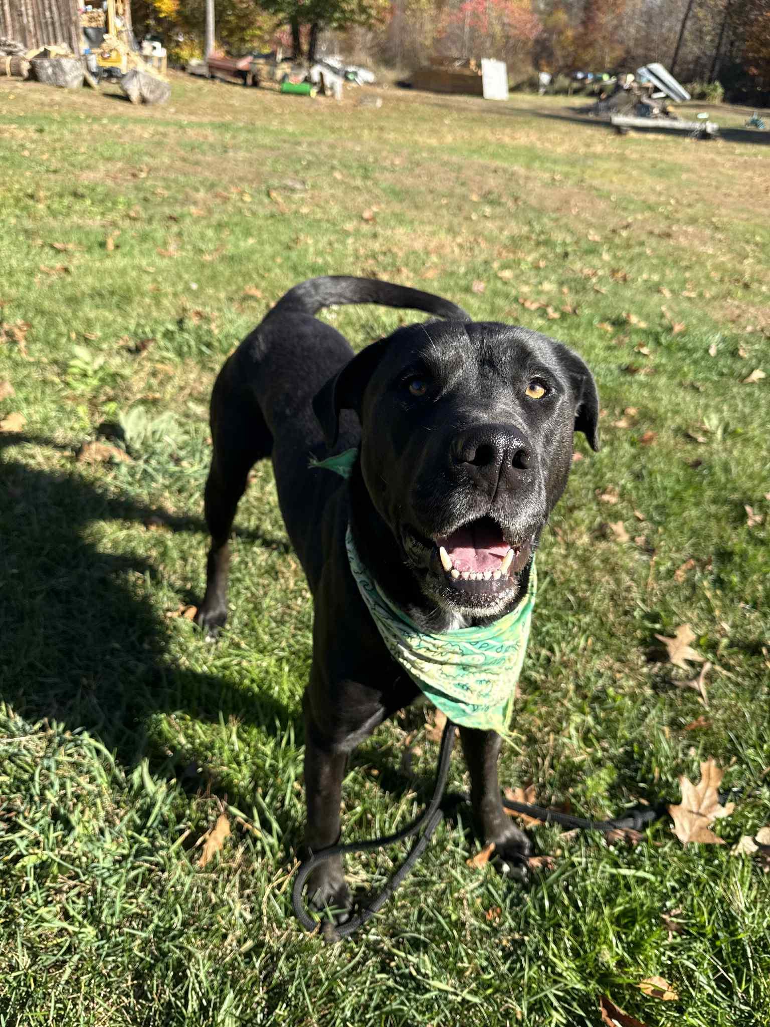 COLE, Adoptable, Adult Male Labrador Retriever.