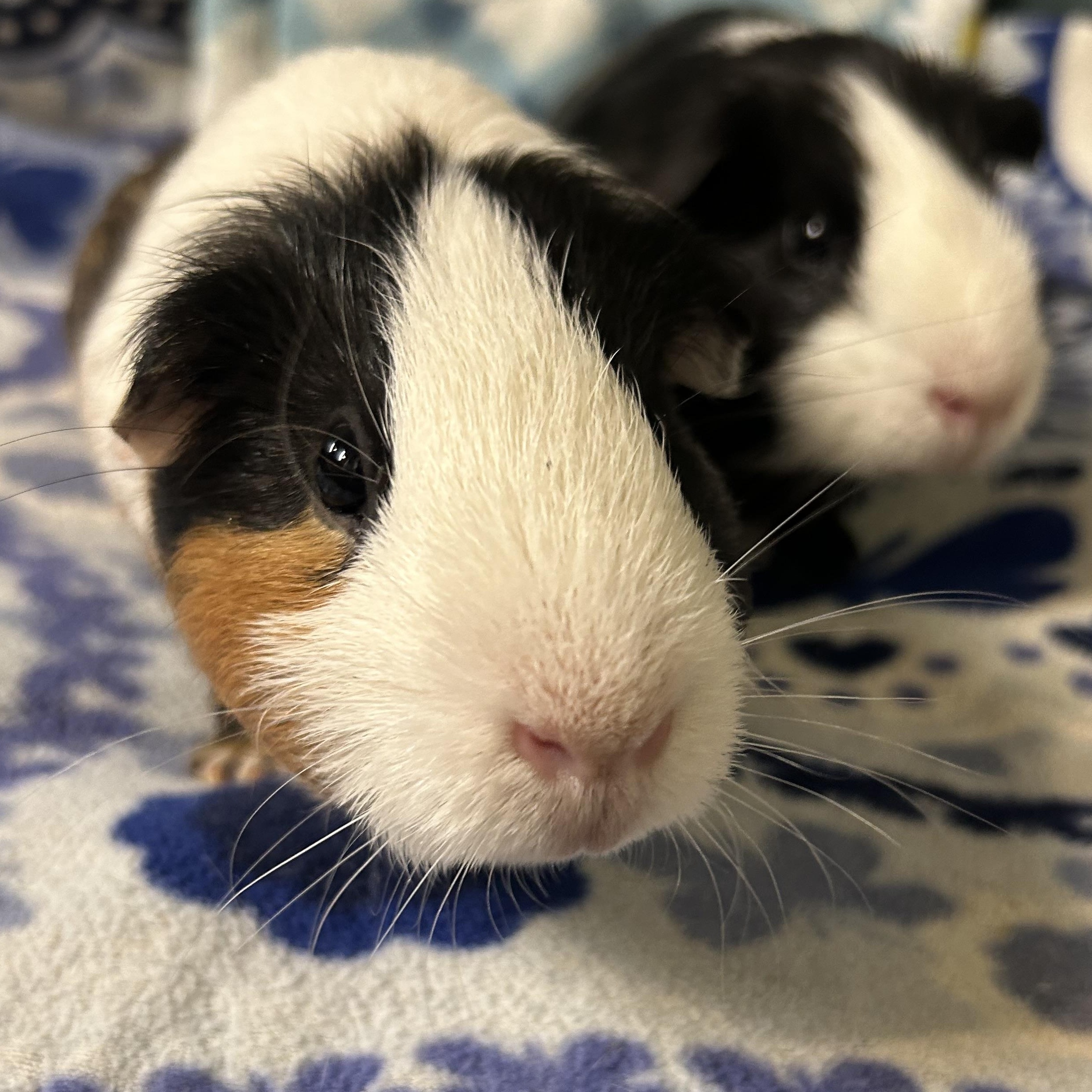 Rodney, ADOPTABLE, Adult Male Short-Haired.