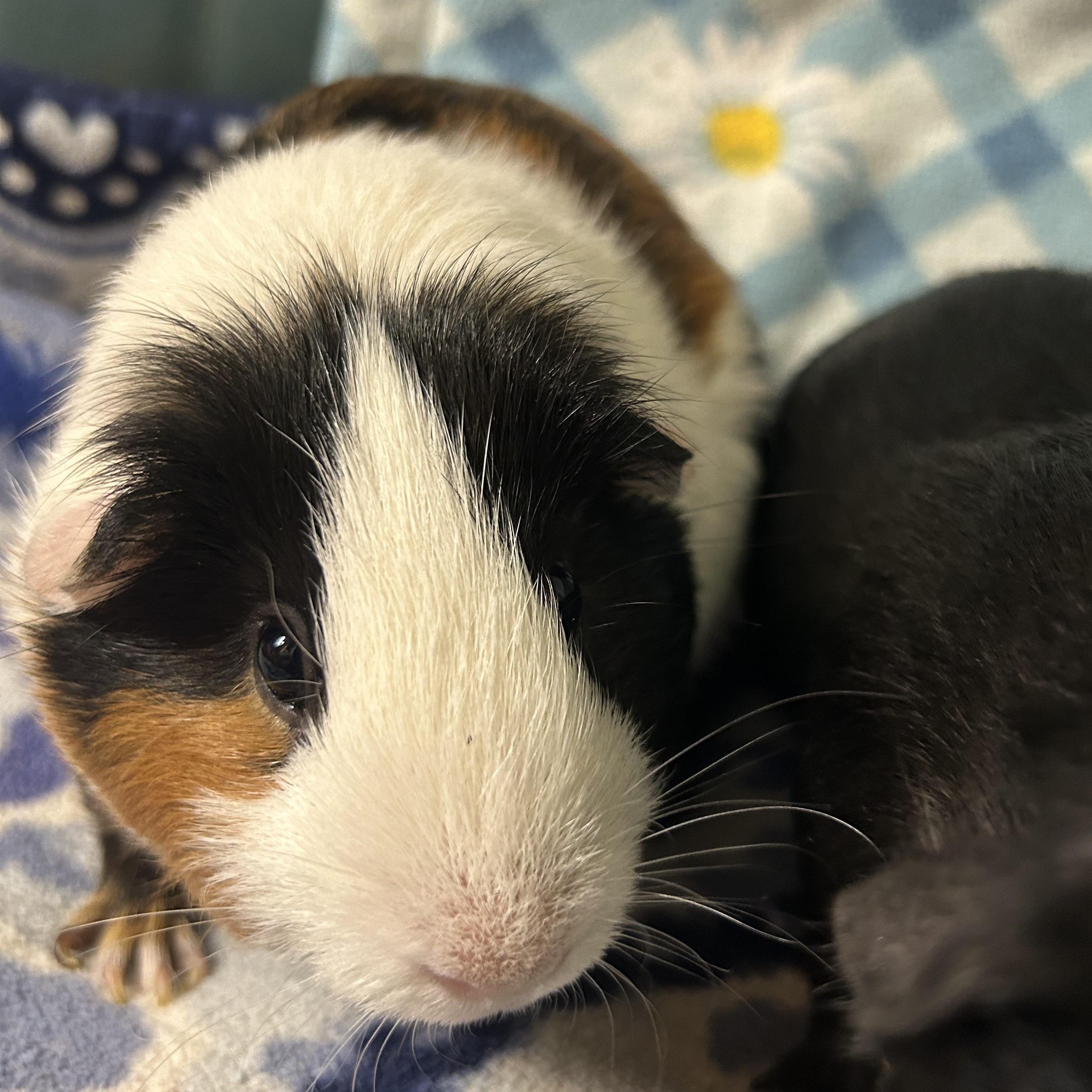 Enlarge Rodney, a ADOPTABLE Short-Haired in Hendersonville, NC image 2/3
