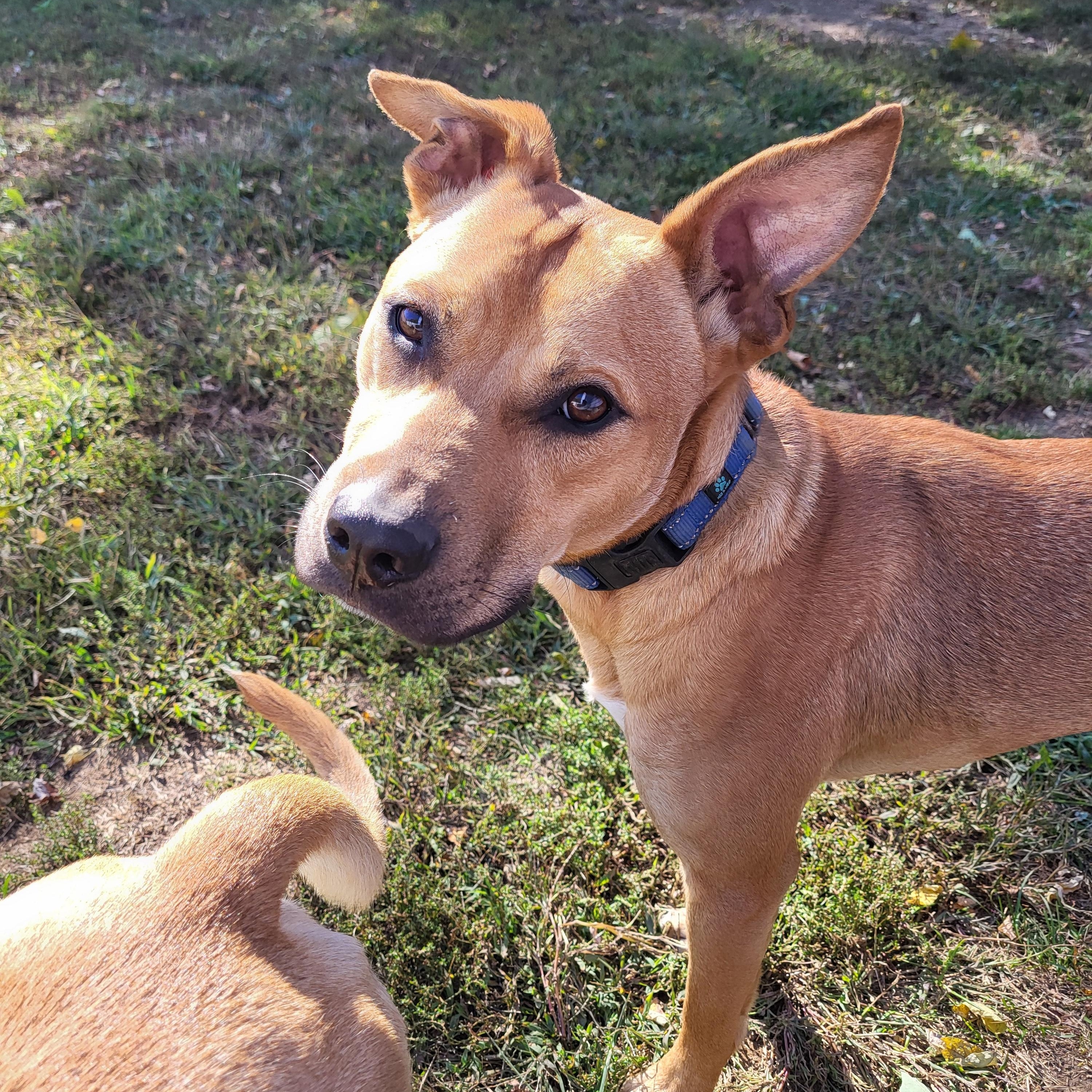 Enlarge Huxley, a Adoptable mixed breed in Haskell, NJ image 1/3