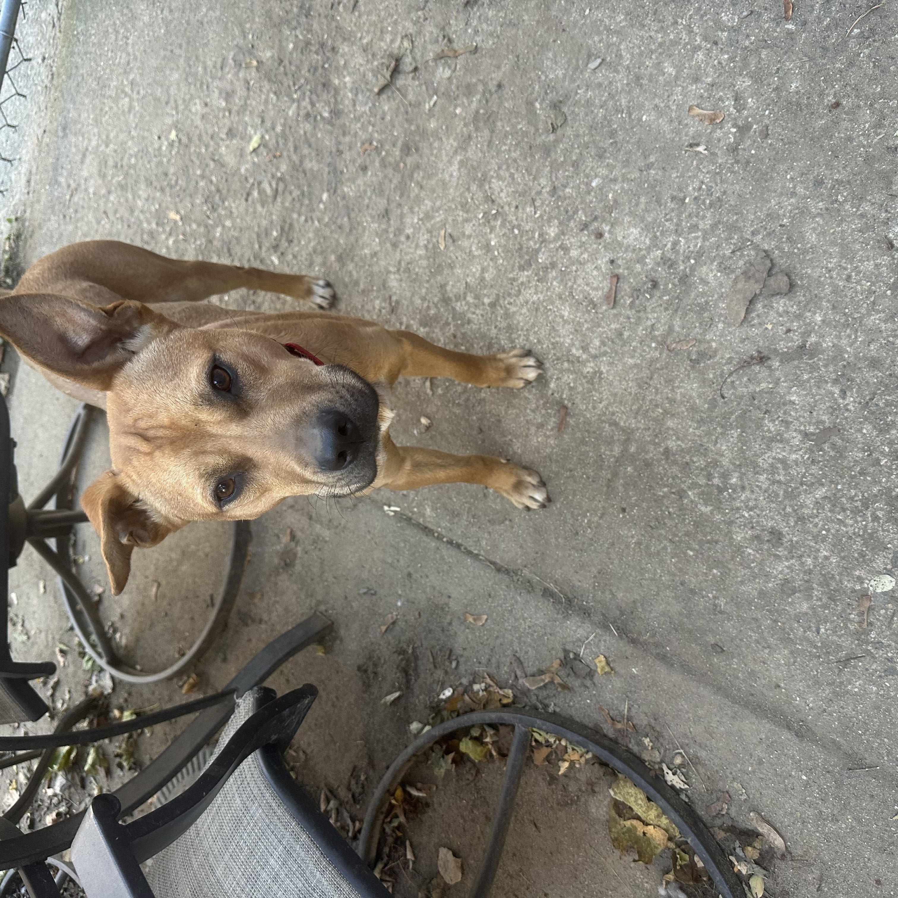 Enlarge Huxley, a Adopted mixed breed in Haskell, NJ image 1/3