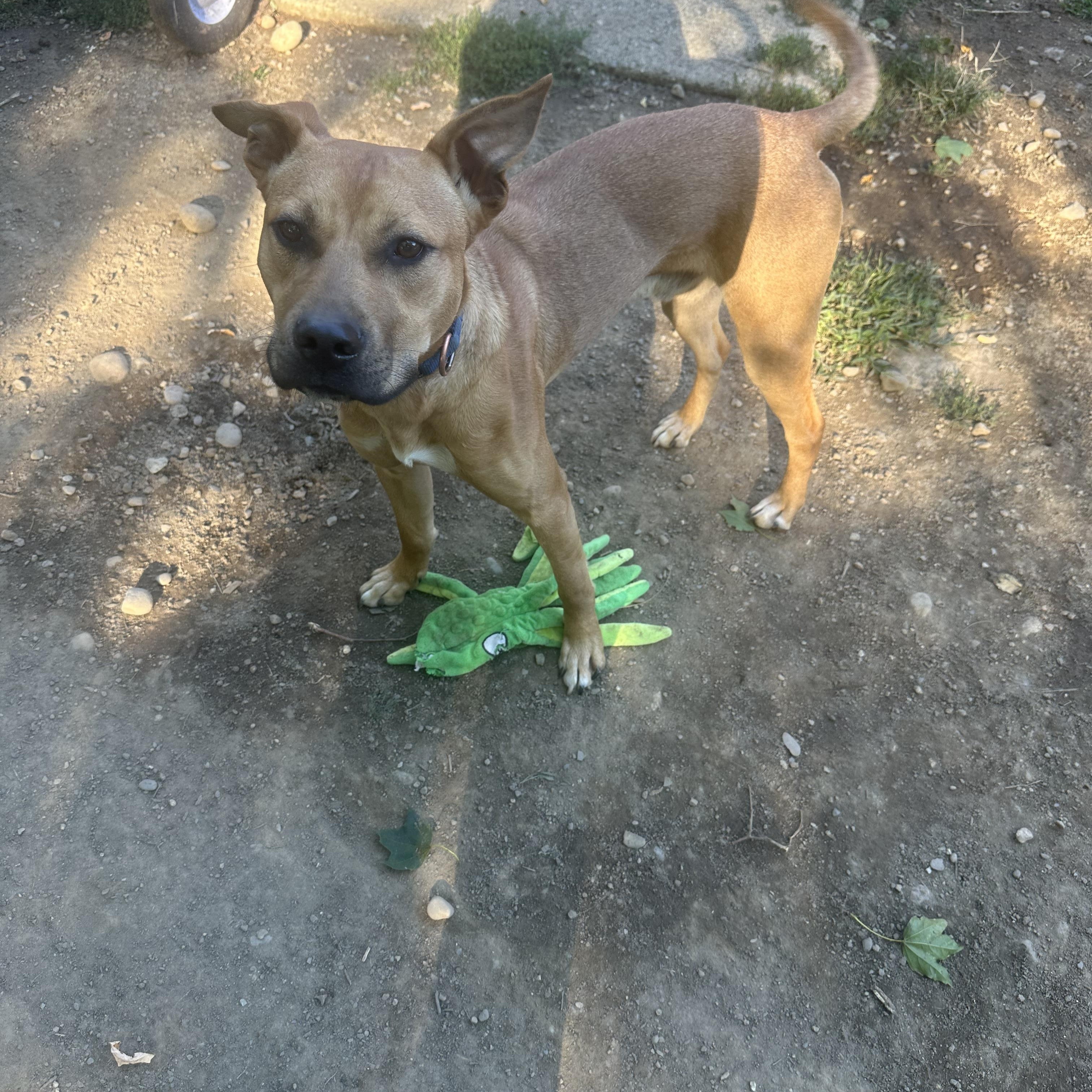 Enlarge Huxley, a Adoptable mixed breed in Haskell, NJ image 2/3