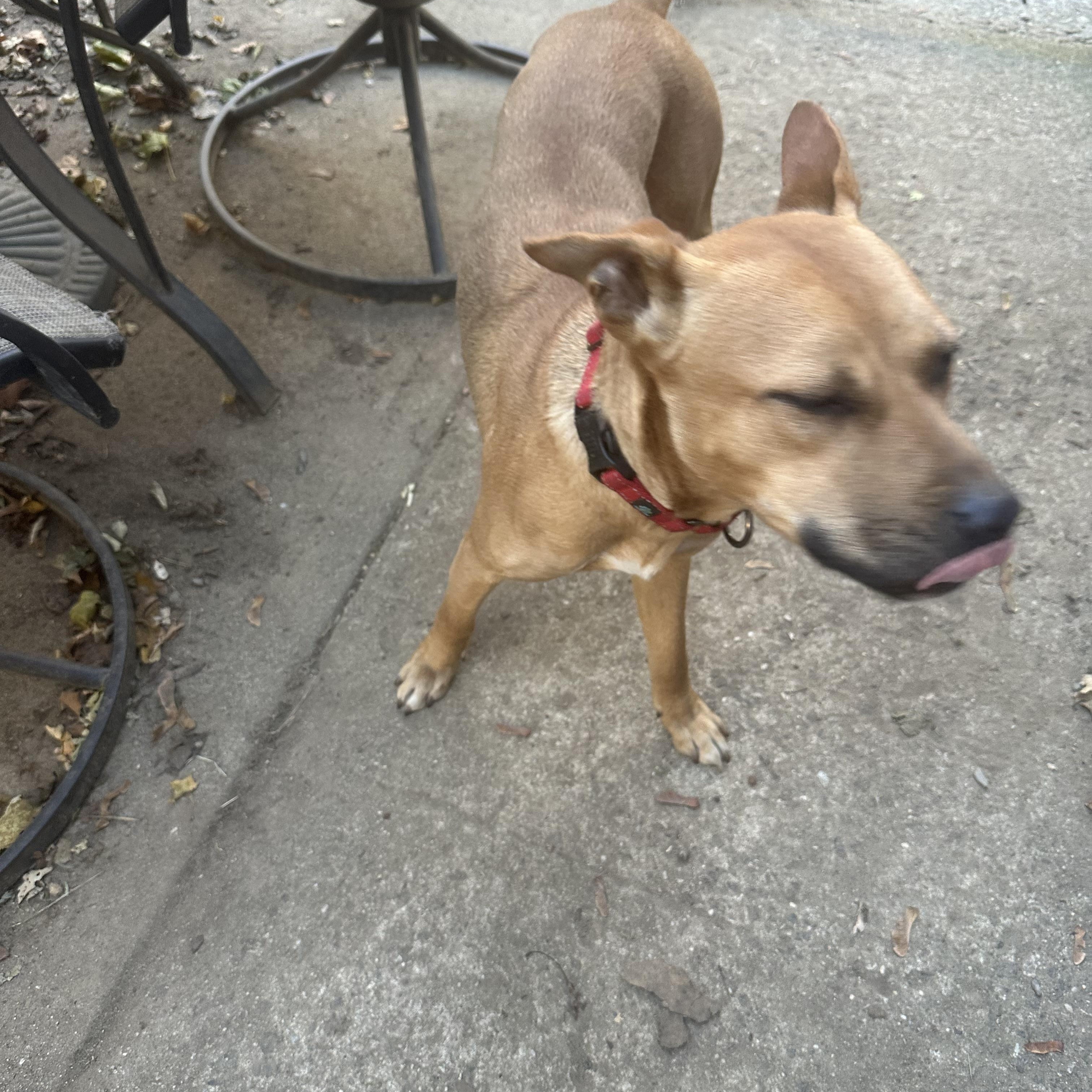 Enlarge Huxley, a Adopted mixed breed in Haskell, NJ image 2/3