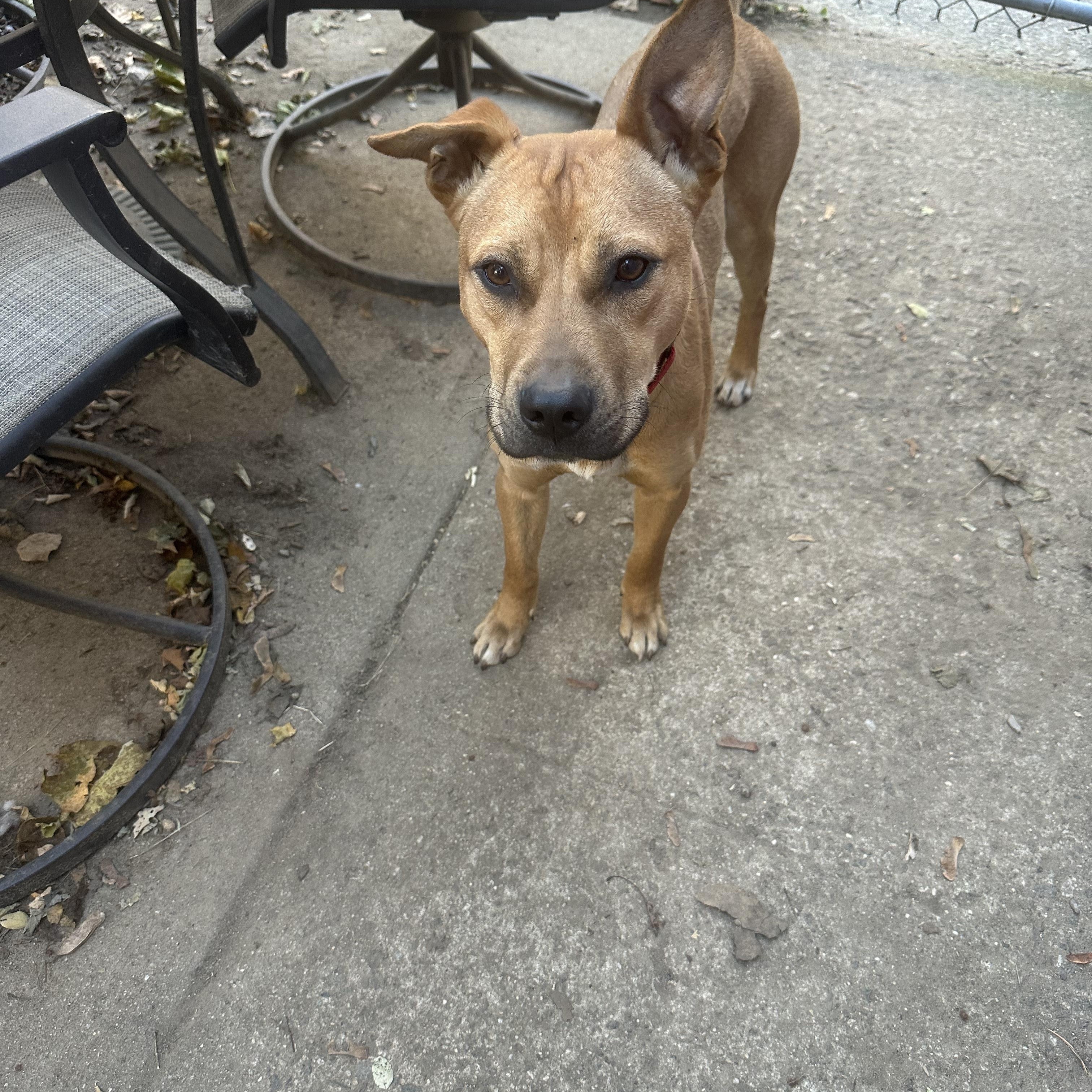 Enlarge Huxley, a Adoptable mixed breed in Haskell, NJ image 3/3