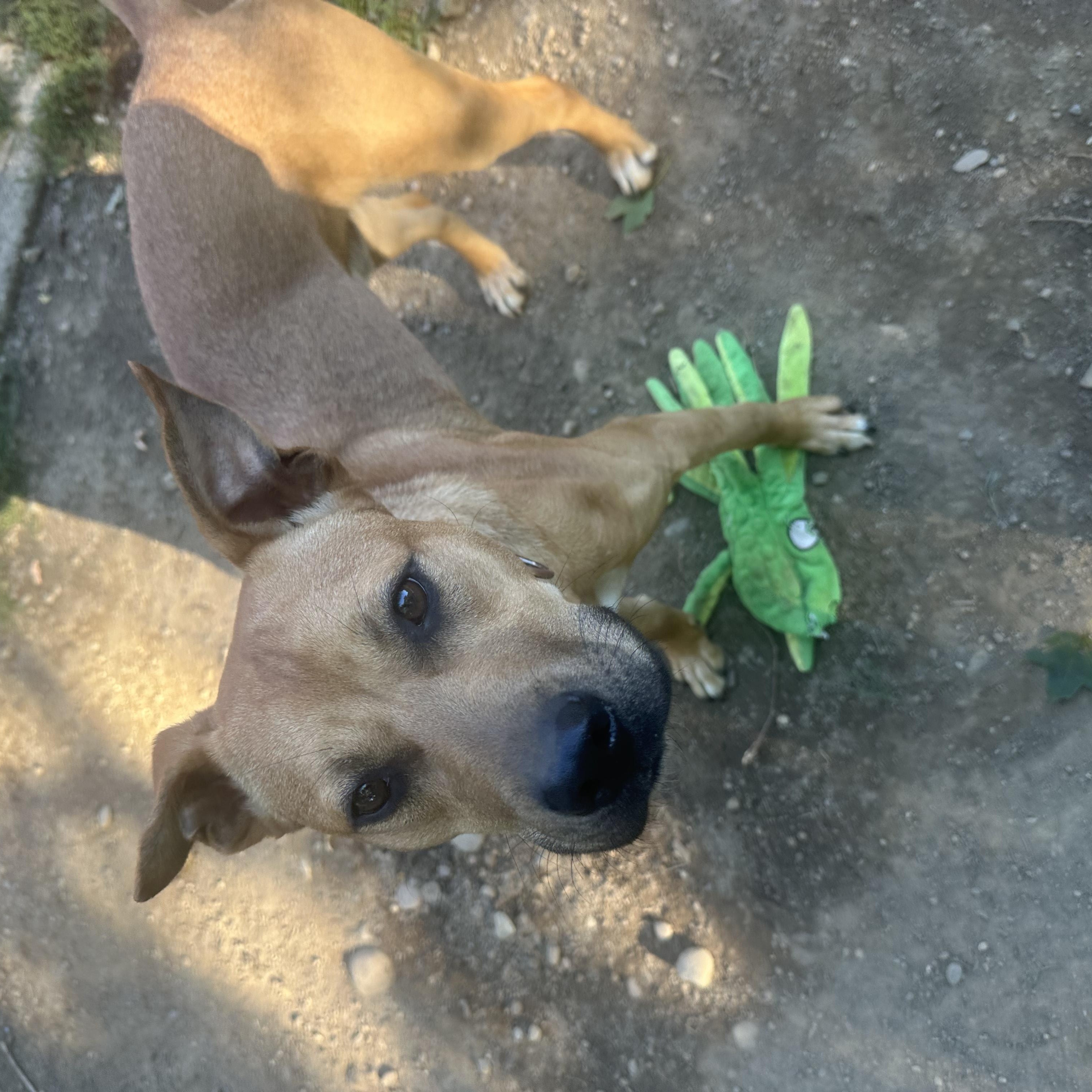 Enlarge Huxley, a Adopted mixed breed in Haskell, NJ image 3/3