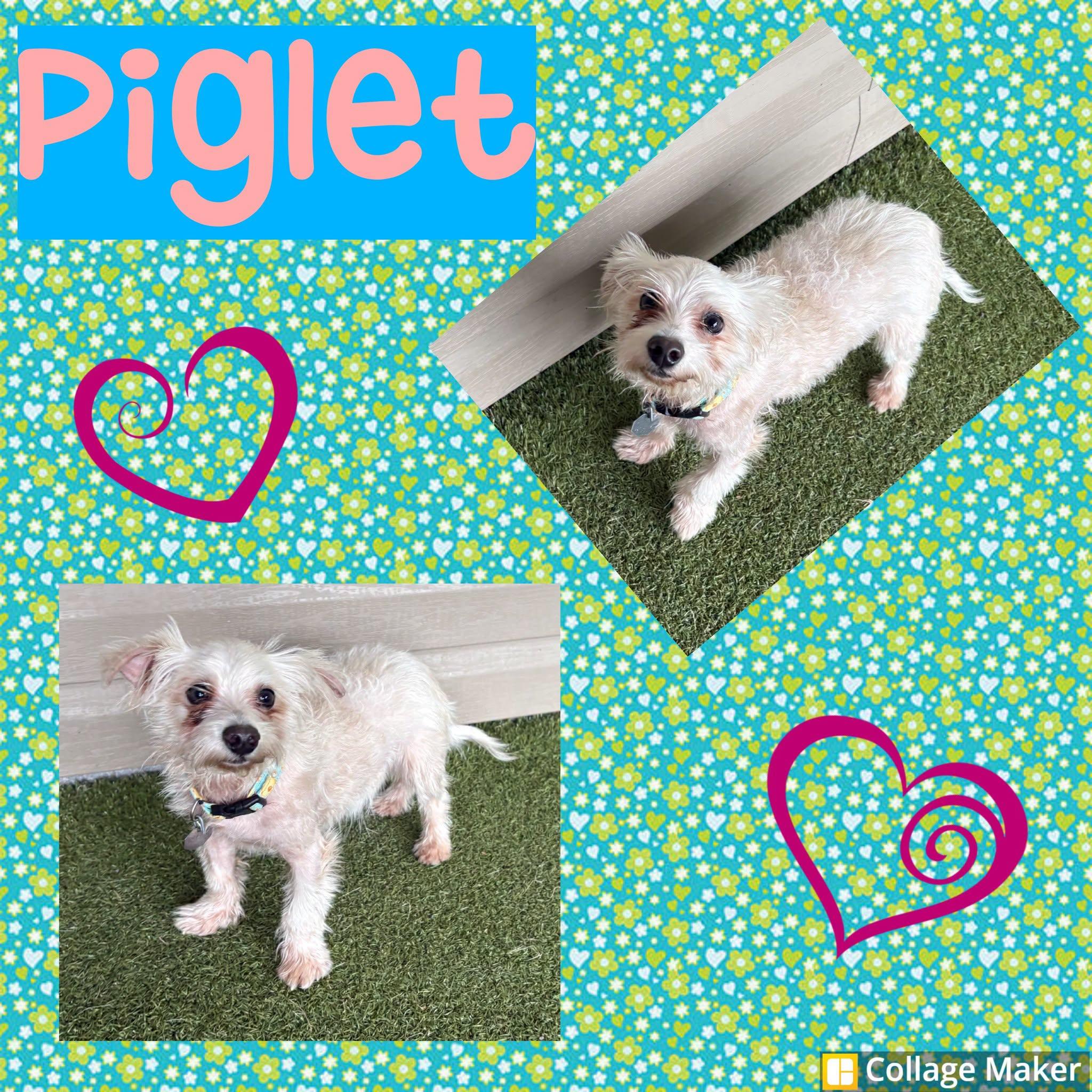 Piglet, ADOPTABLE, Young Male Maltese.