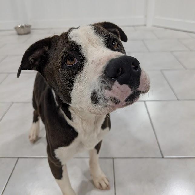 Cooper, Adopted, Young Male Staffordshire Bull Terrier.