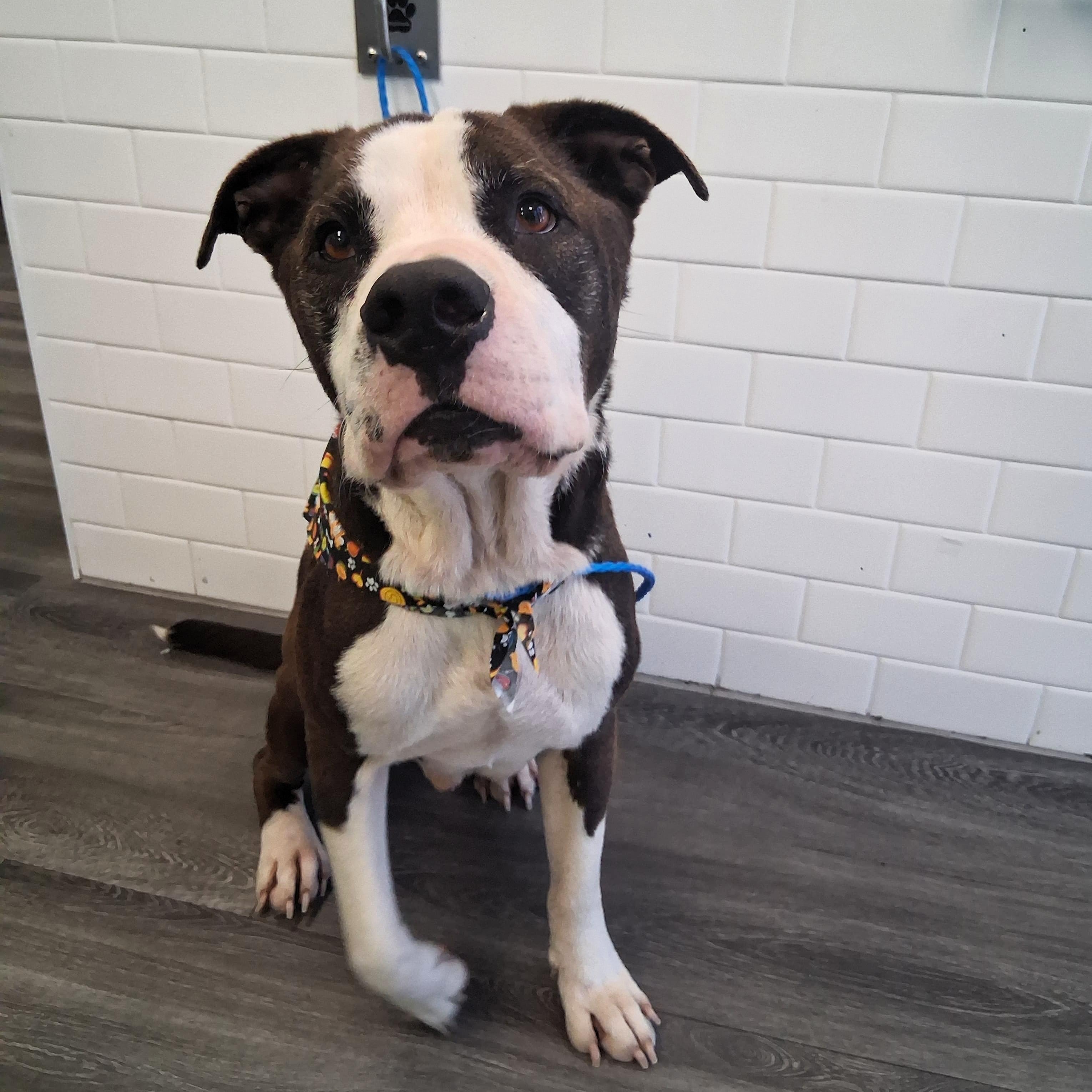 Enlarge Cooper, a Adopted mixed breed in Houston, TX image 4/5