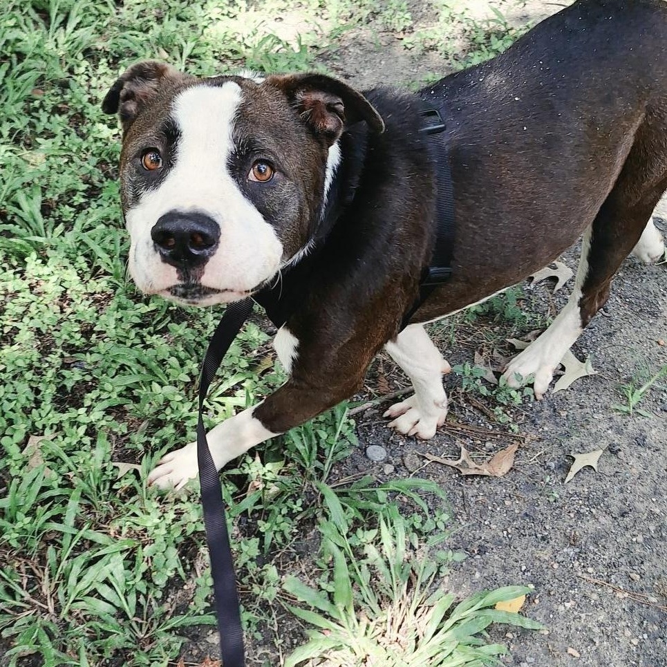 Enlarge Cooper, a Adopted mixed breed in Houston, TX image 3/5