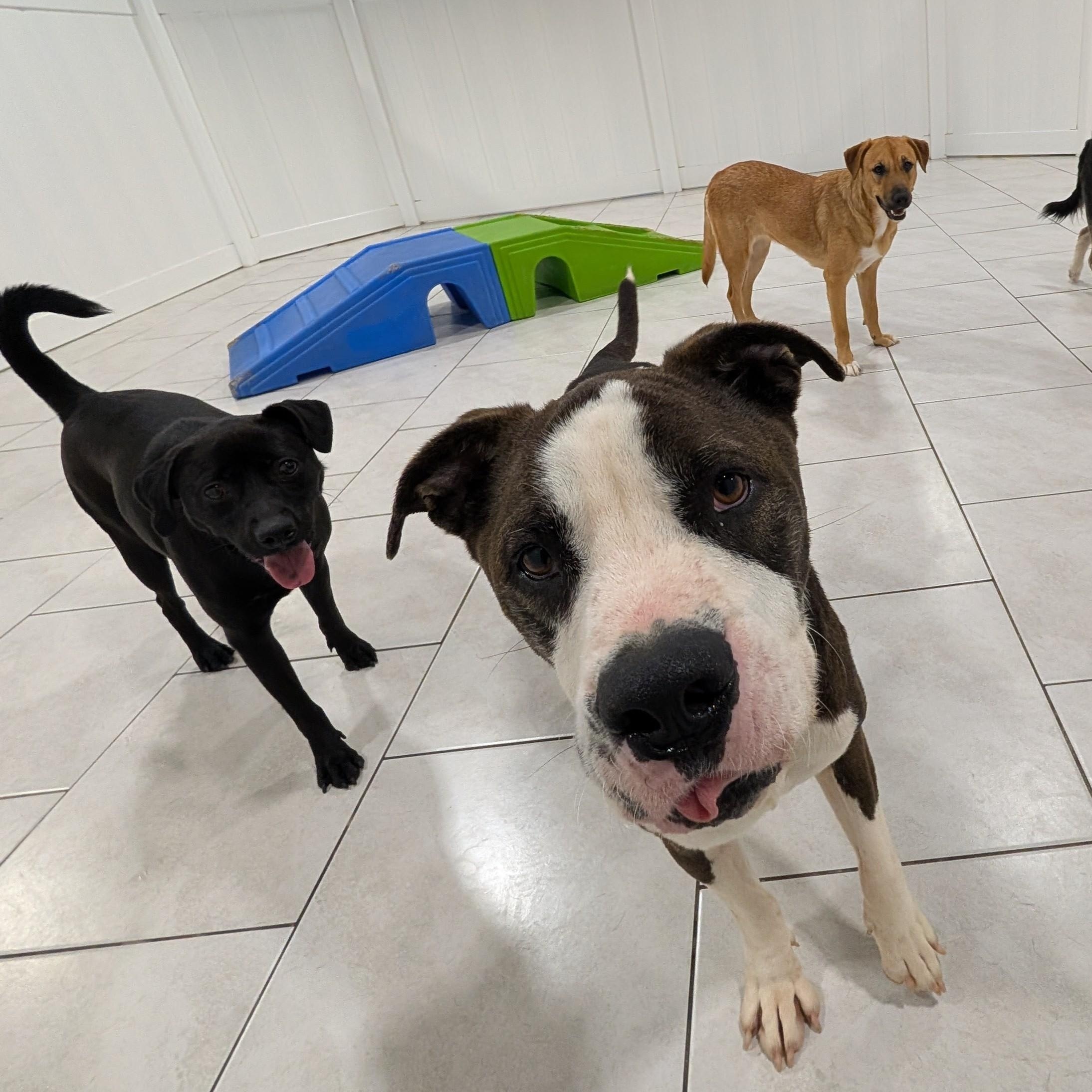 Enlarge Cooper, a Adopted mixed breed in Houston, TX image 5/5
