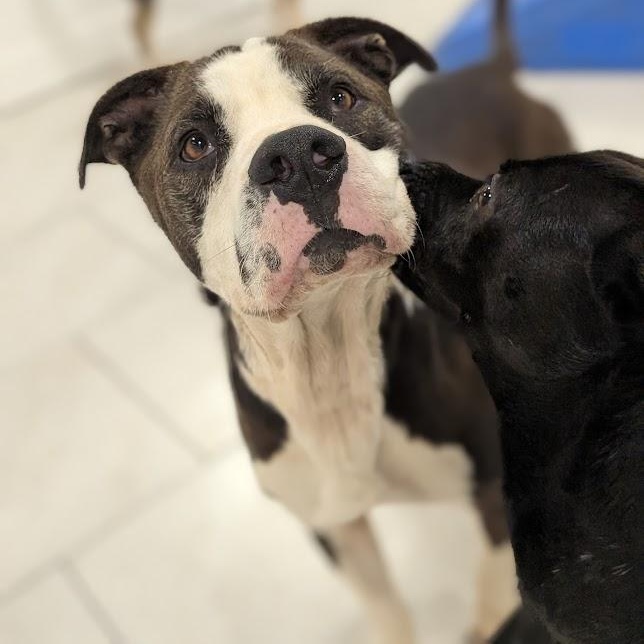 Enlarge Cooper, a Adopted mixed breed in Houston, TX image 2/5