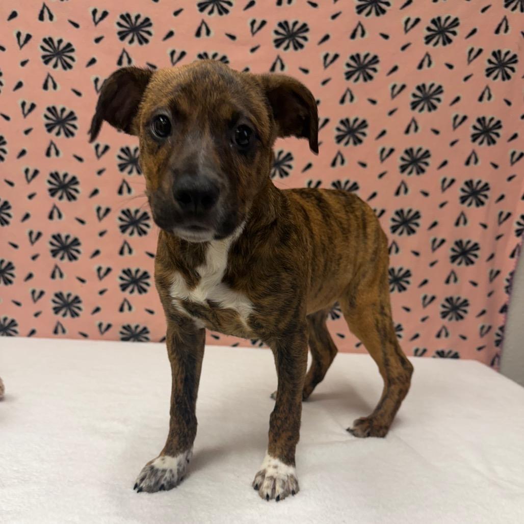 Kitty, Adoptable, Puppy Female Hound & Mixed Breed.