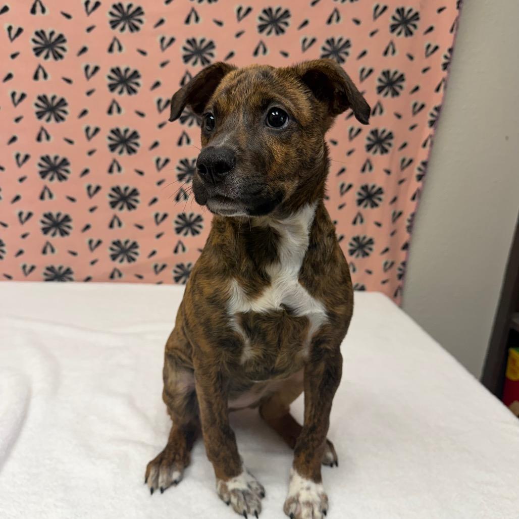 Enlarge Kitty, a Adoptable mixed breed in Bryan, TX image 6/6