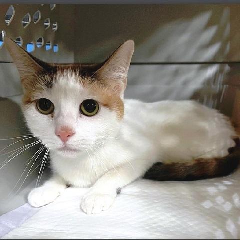 Enlarge Libby, a ADOPTABLE Calico in Salt Lake City, UT image 2/3