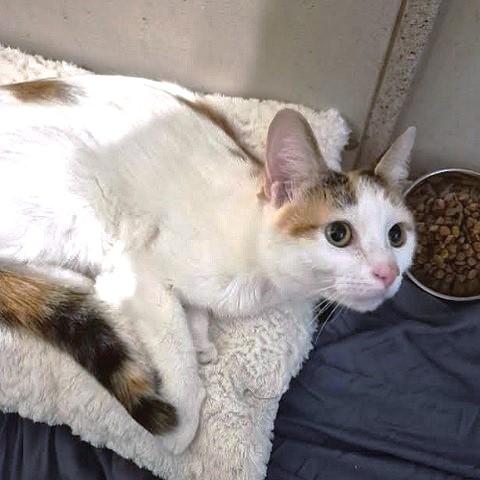 Enlarge Libby, a ADOPTABLE Calico in Salt Lake City, UT image 3/3