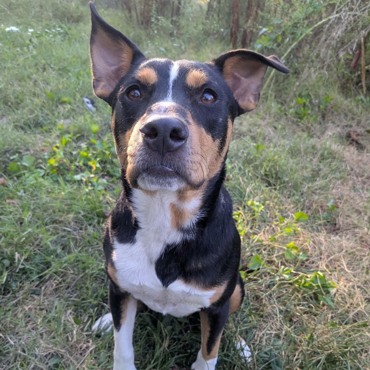 Enlarge Rafael, a Adoptable mixed breed in Springfield, MO image 2/6