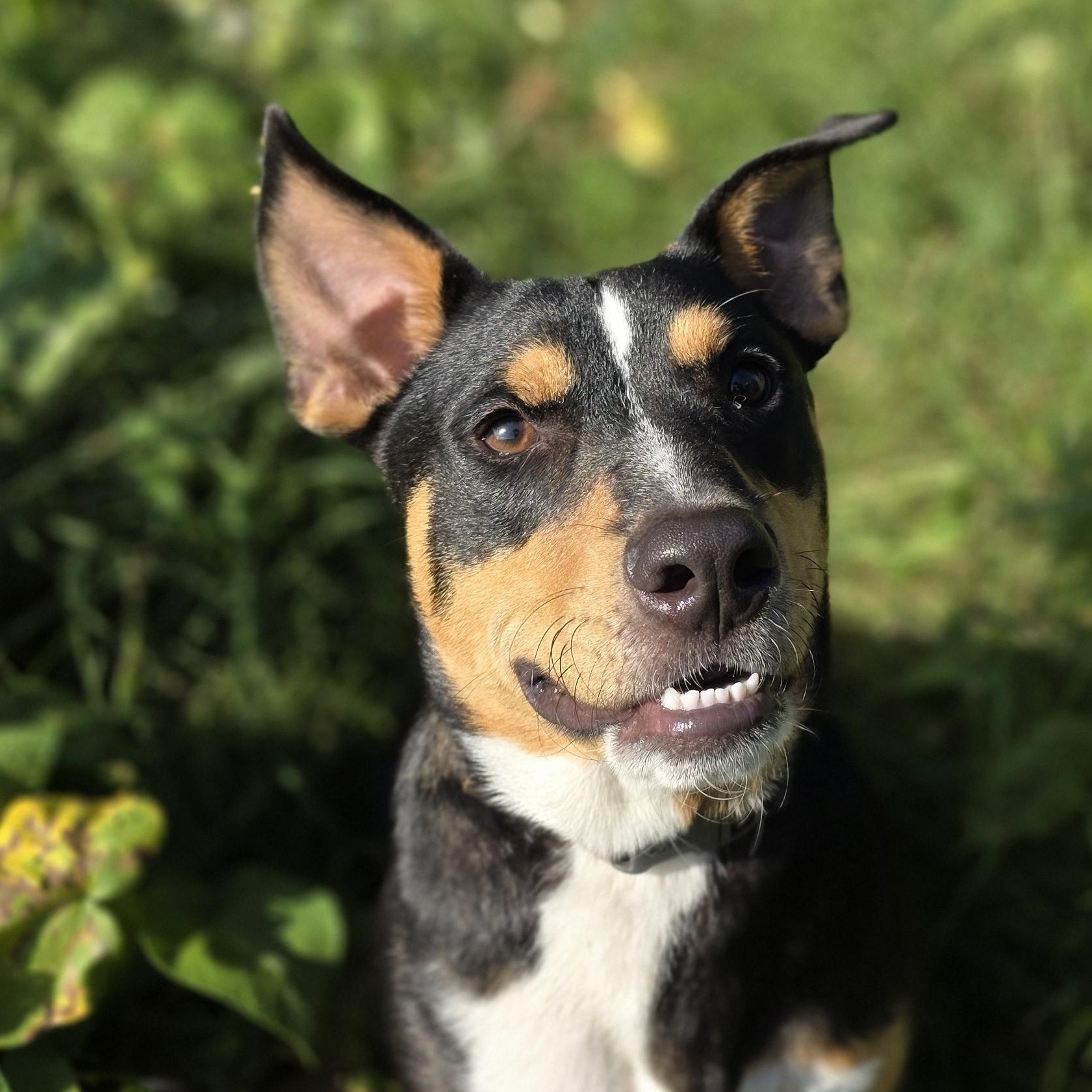 Rafael