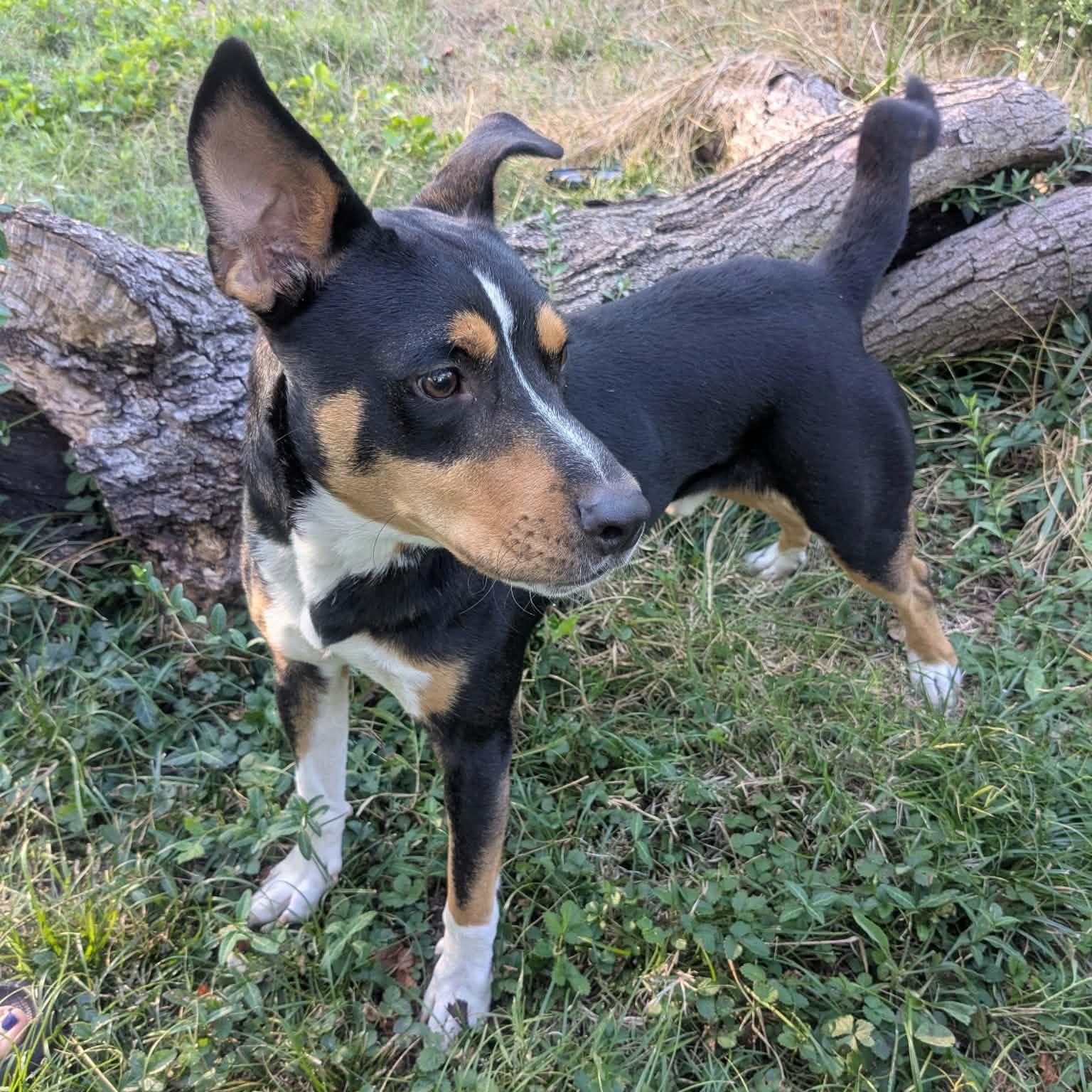 Enlarge Rafael, a Adoptable mixed breed in Springfield, MO image 4/6