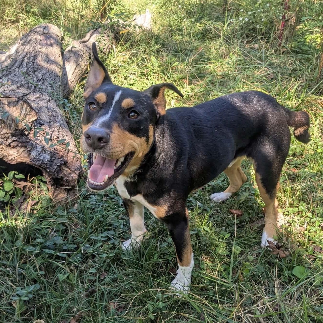 Enlarge Rafael, a Adoptable mixed breed in Springfield, MO image 1/6