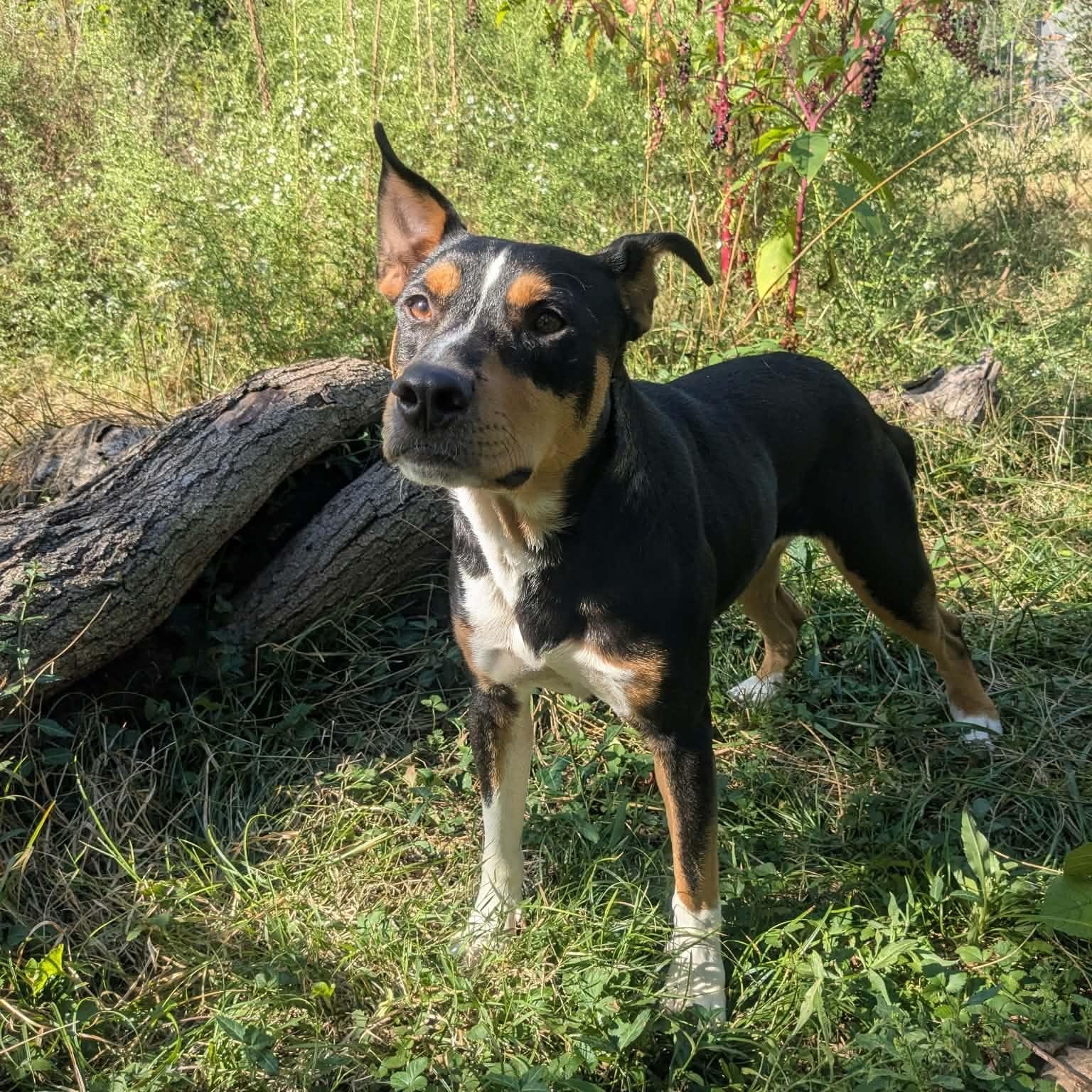Enlarge Rafael, a Adoptable mixed breed in Springfield, MO image 5/6