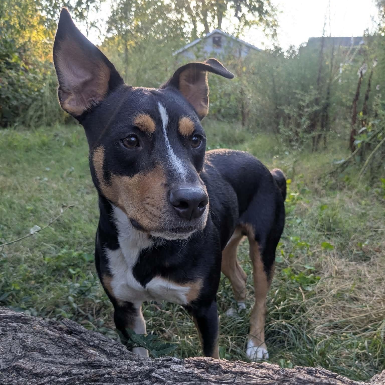 Enlarge Rafael, a Adoptable mixed breed in Springfield, MO image 6/6