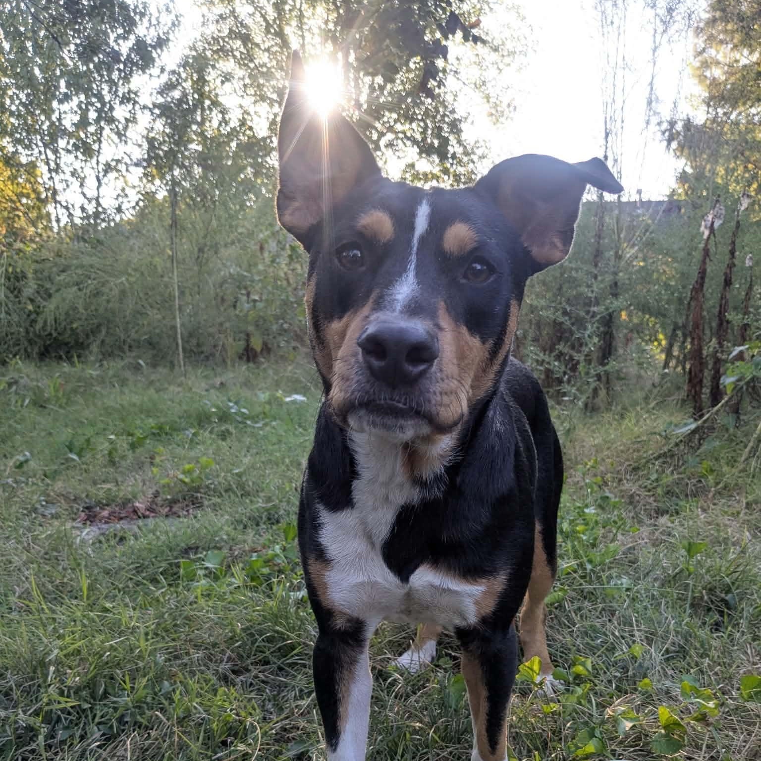 Enlarge Rafael, a Adoptable mixed breed in Springfield, MO image 3/6