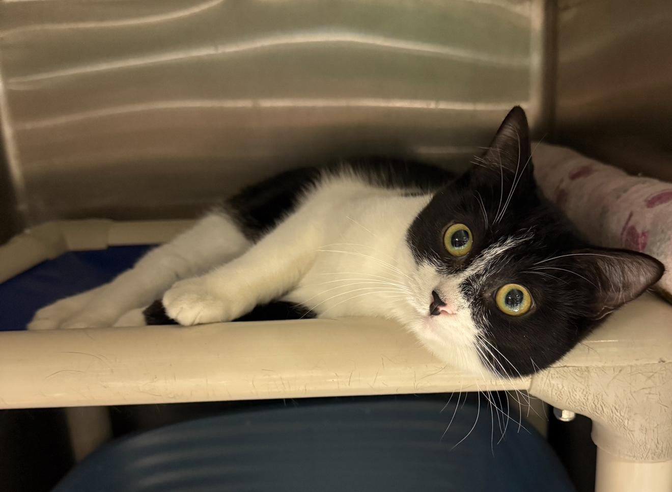 ENID, adopted, Adult Female Domestic Short Hair.