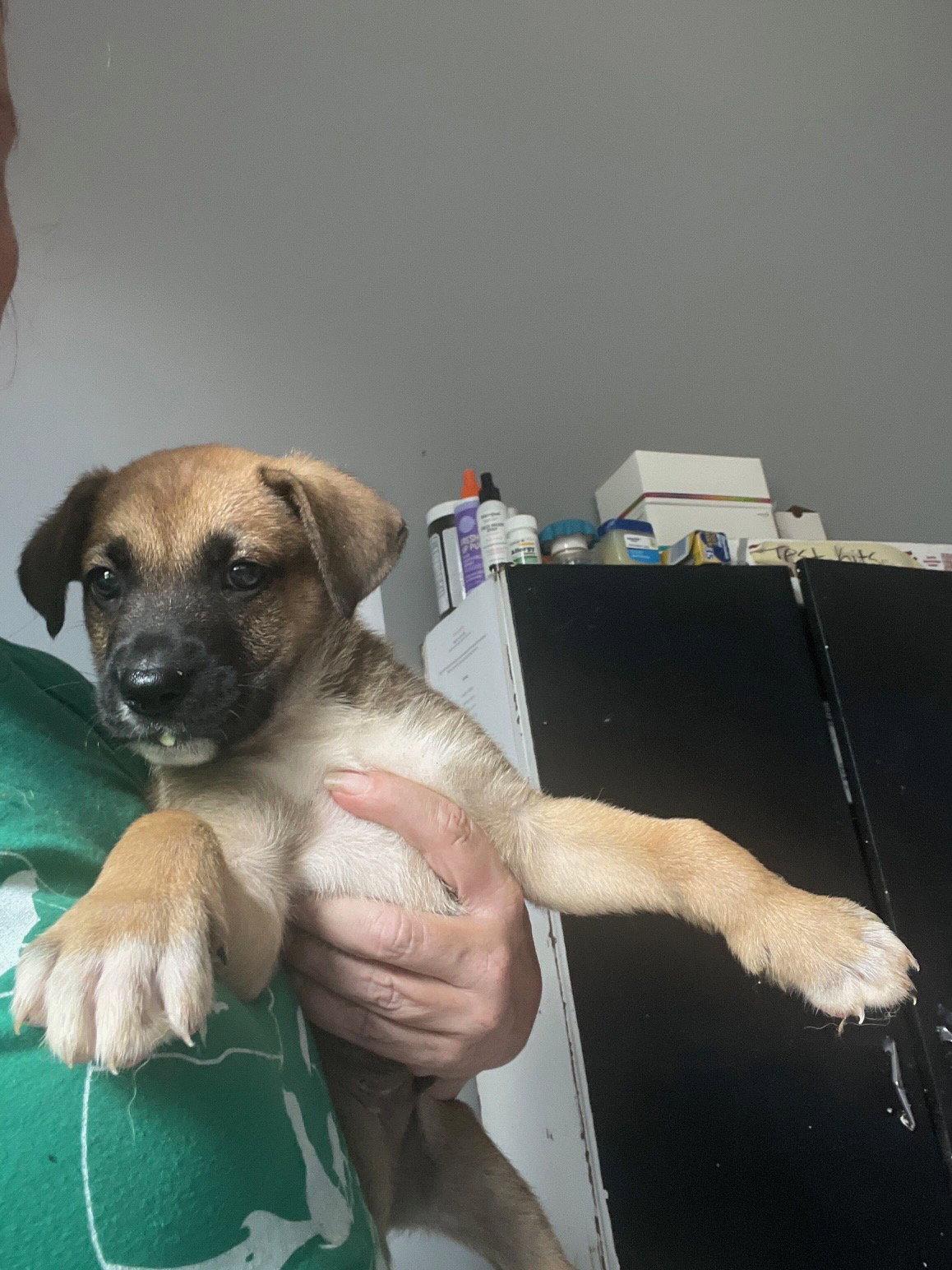 Enlarge Konrad, a Adoptable mixed breed in Herndon, VA image 1/1