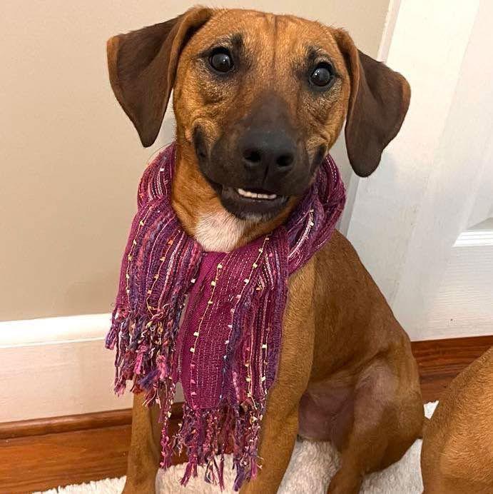 Lime, Adoptable, Puppy Female Labrador Retriever.