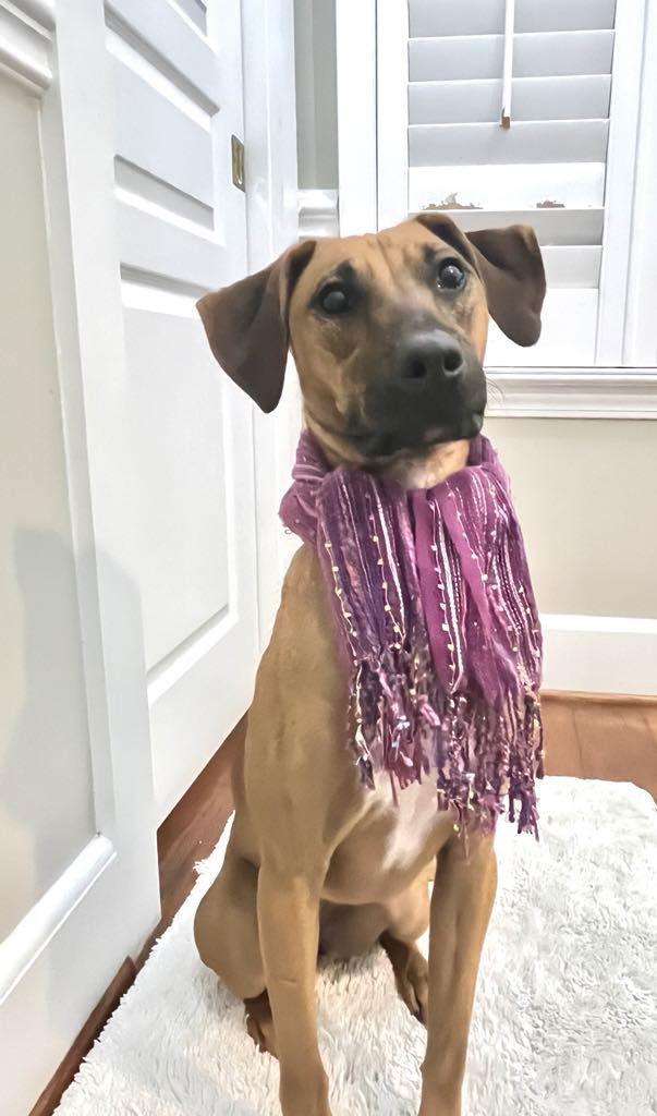 Lime, a Adoptable Labrador Retriever in Grand Bay, AL image 2/3